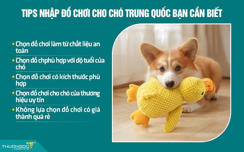 Một số tips chọn mua đồ chơi cho chó nội địa Trung bạn cần nắm chắc