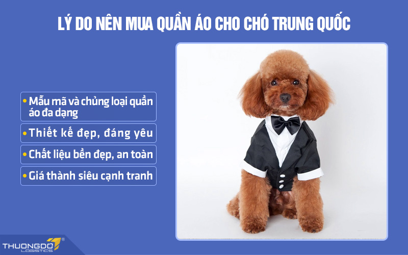 Lý do nên chọn mua quần áo cho chó Trung Quốc